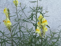 Linaria vulgaris