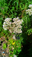 Eupatorium cannabinum