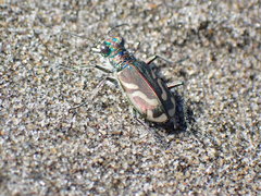 Cicindela bellissima