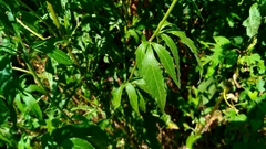 Eupatorium cannabinum