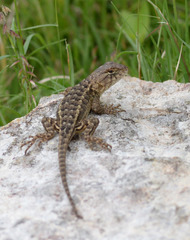 Sceloporus horridus oligoporus