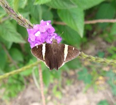 Autochton vectilucis