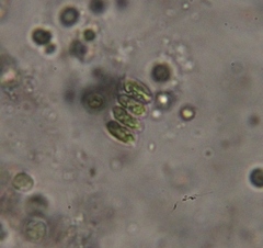 Scenedesmaceae