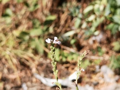 Verbena officinalis