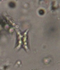 Scenedesmaceae
