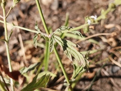 Verbena officinalis