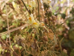 Linaria vulgaris