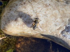 Helophilus groenlandicus