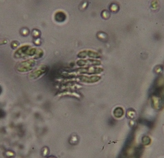 Scenedesmaceae
