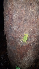 Sceloporus formosus