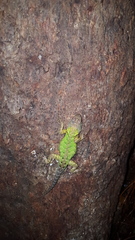 Sceloporus formosus