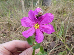 Diplusodon sessiliflorus