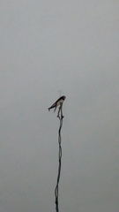 Hirundo rustica
