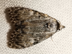Meganola strigula