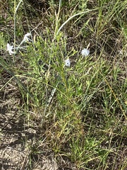 Ipomopsis longiflora longiflora