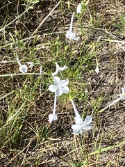 Ipomopsis longiflora longiflora
