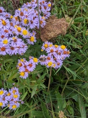 Tripolium pannonicum