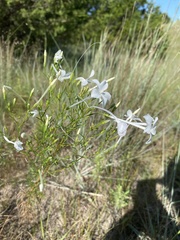 Ipomopsis longiflora longiflora