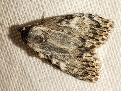 Meganola strigula