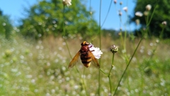 Volucella zonaria