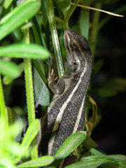 Liolaemus gravenhorstii