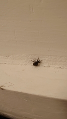 Otiorhynchus sulcatus