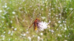 Volucella zonaria