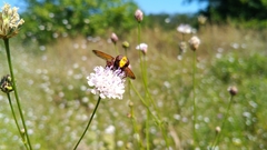 Volucella zonaria