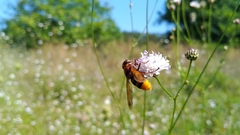 Volucella zonaria
