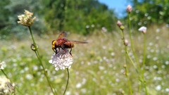 Volucella zonaria