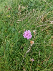 Armeria maritima