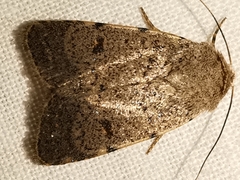 Caradrina aspersa
