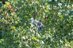 Egretta garzetta × gularis