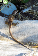 Liolaemus gravenhorstii