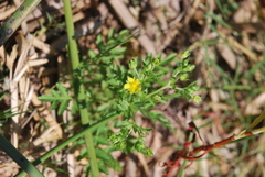 Potentilla rivalis