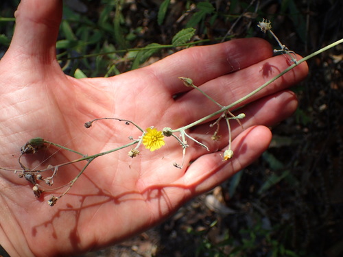 Image of Hieracium argutum by (c) George Williams, some rights reserved (CC BY)