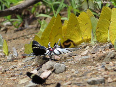 Protographium epidaus