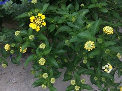 Lantana × hybrida
