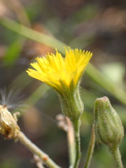 Pilosella arguta