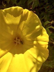Distimake aureus