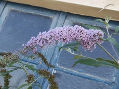 Buddleja davidii
