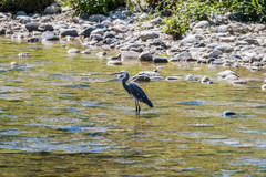 Egretta garzetta × gularis