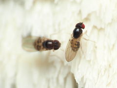 Mycodrosophila dimidiata