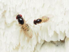 Mycodrosophila dimidiata