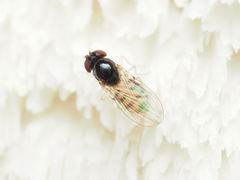 Mycodrosophila dimidiata