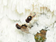 Mycodrosophila stalkeri