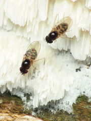 Mycodrosophila stalkeri