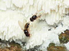 Mycodrosophila stalkeri