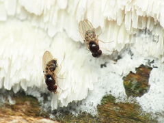 Mycodrosophila stalkeri