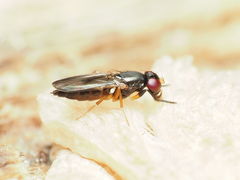 Heteromeringia nitida